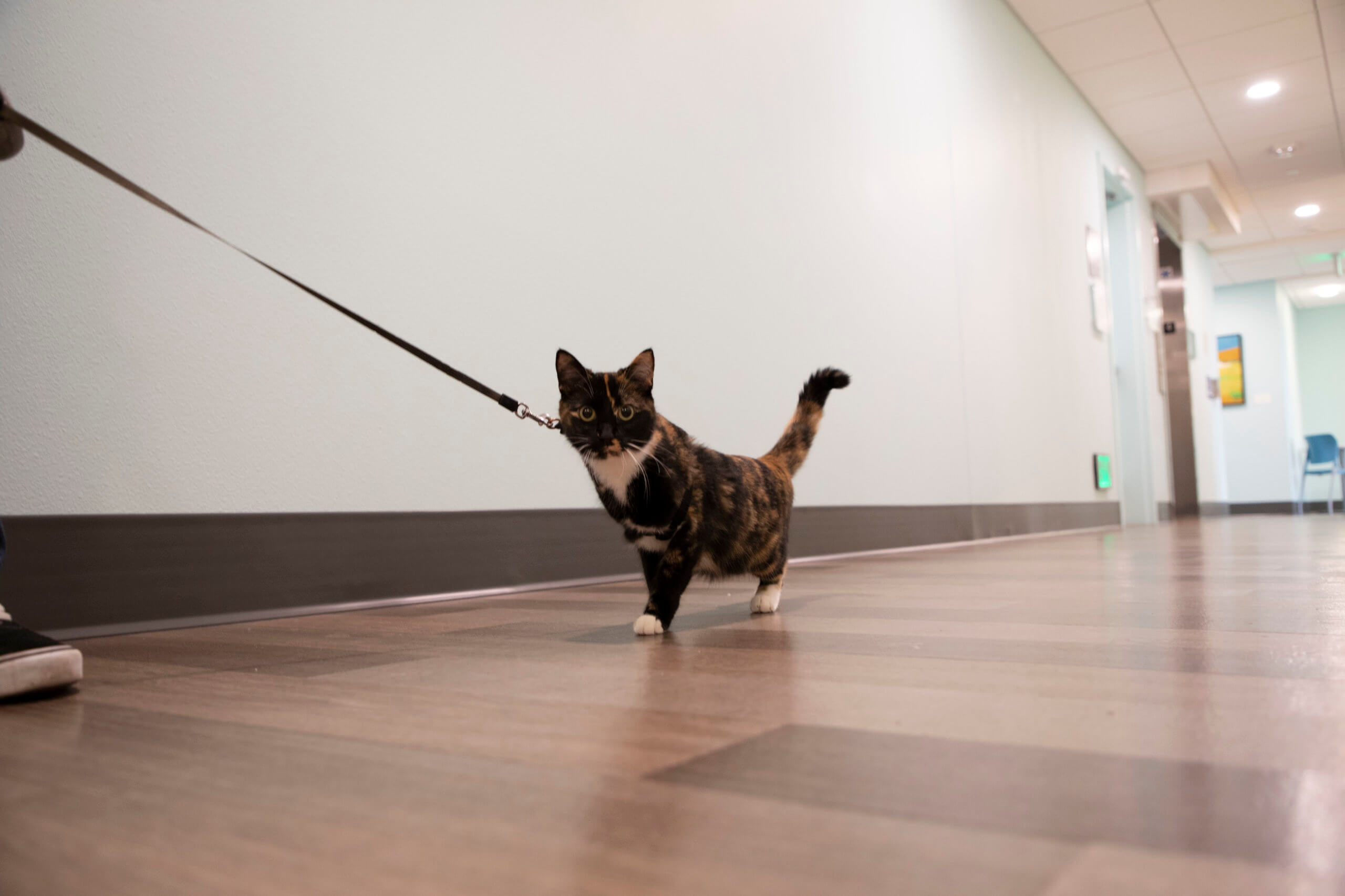Tortoiseshell cat on leash in hallway