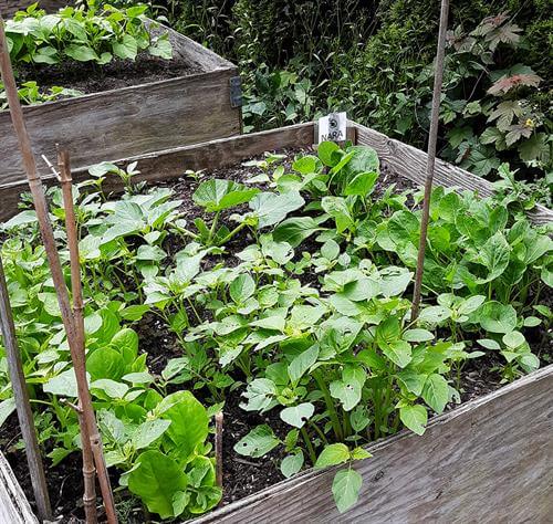 The garden boxes at SnowCap Community Vegetable Garden